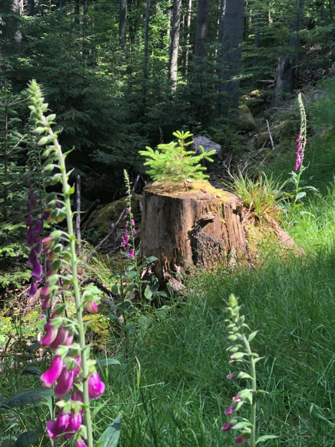 Bed & Breakfast La Maison De Juliette Saint-Hippolyte (Haut-Rhin)